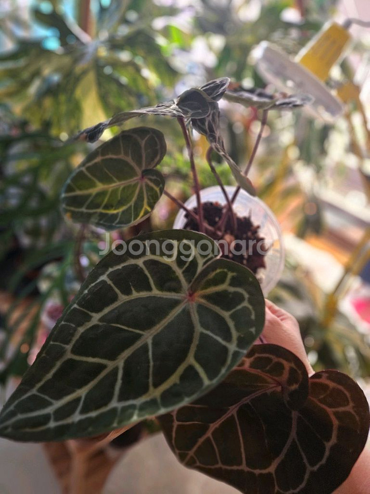 안스리움 미쉘자라 닥터블락 공식 정품 (3촉)--3
