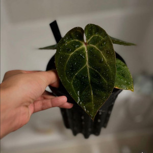 안스리움 (안톨 x 도라)x베쎄aff 그레이스개체