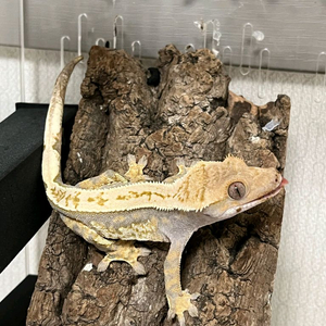 도마뱀 분양합니다 이미지