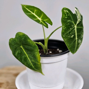 알로카시아 무늬 프라이덱