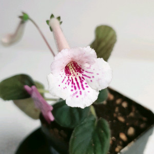 화이트로즈 ㅡ 미니신닌기아