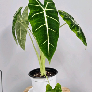 알로카시아 무늬 프라이덱, 자구두개 생성중