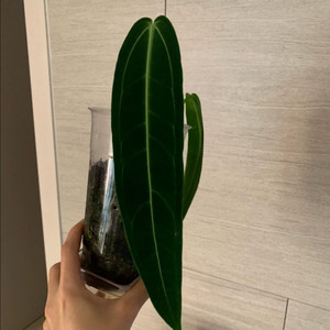 [안스리움] 와로쿠에아넘