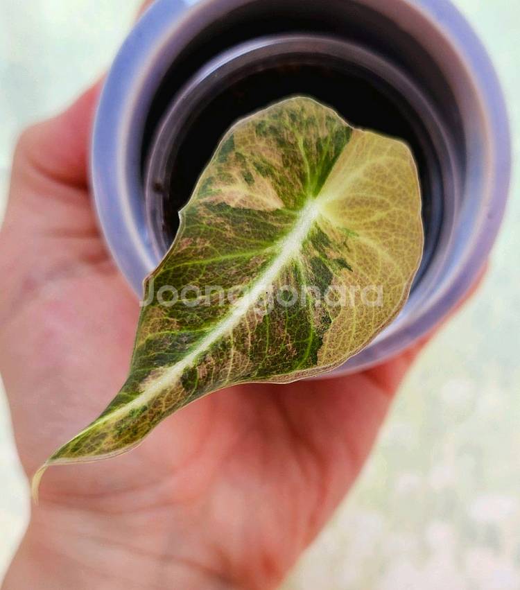 알로카시아 블랙벨벳 옐로우 바리에가타--0