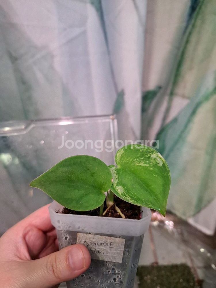 스킨답서스 실버나이트 바리에가타--0