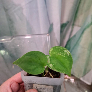 스킨답서스 실버나이트 바리에가타