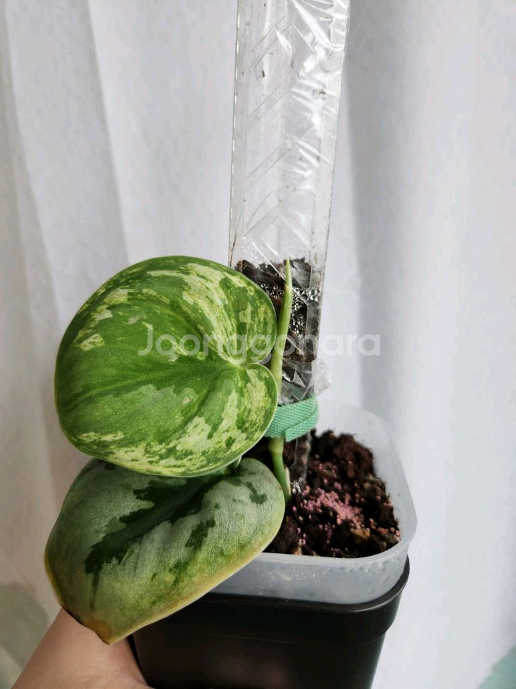 스킨답서스 실버나이트 바리에가타--1