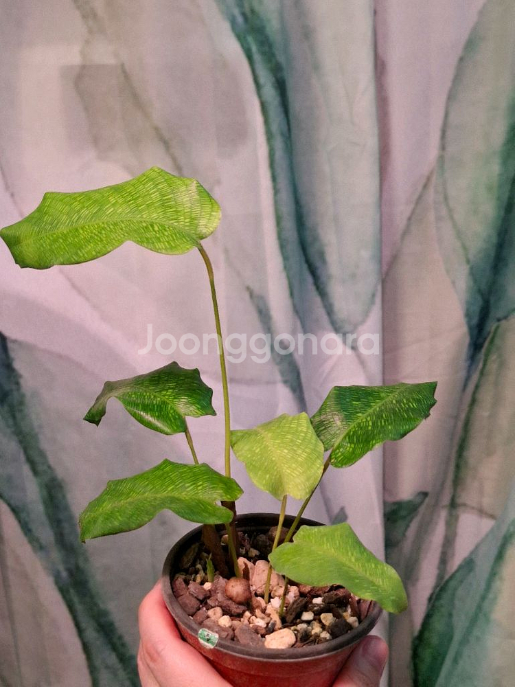 칼라데아 무사이카 네트워크 택1--1