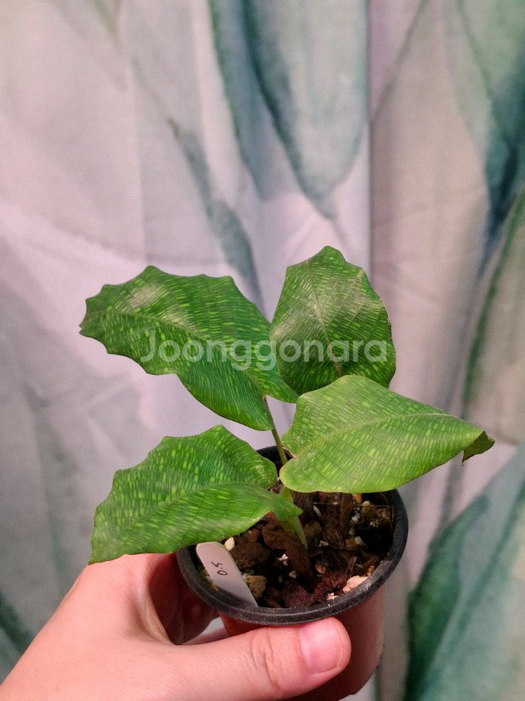 칼라데아 무사이카 네트워크 택1--0