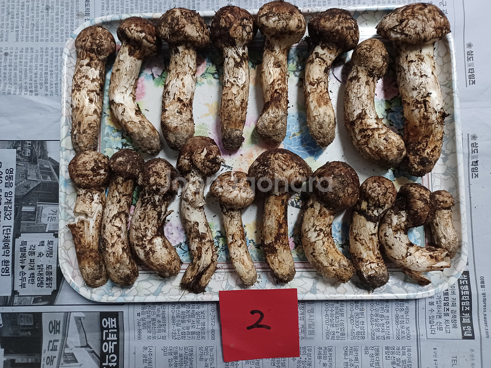 국내산 송이버섯 (1kg 25만원)--1