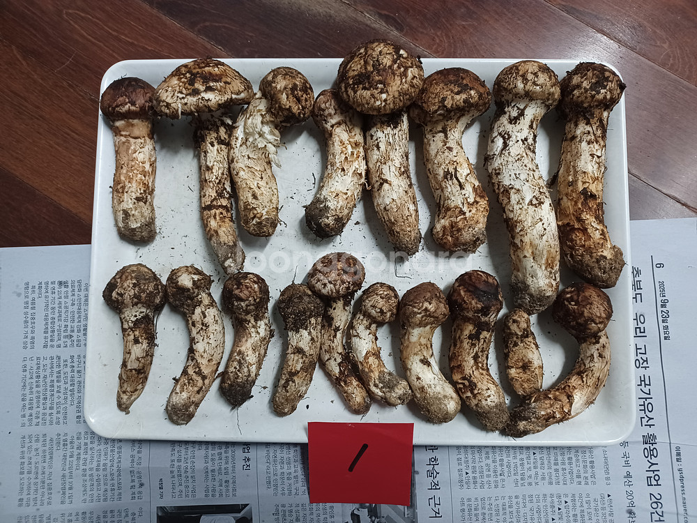 국내산 송이버섯 (1kg 25만원)--0