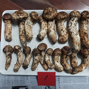 국내산 송이버섯 (1kg 25만원)