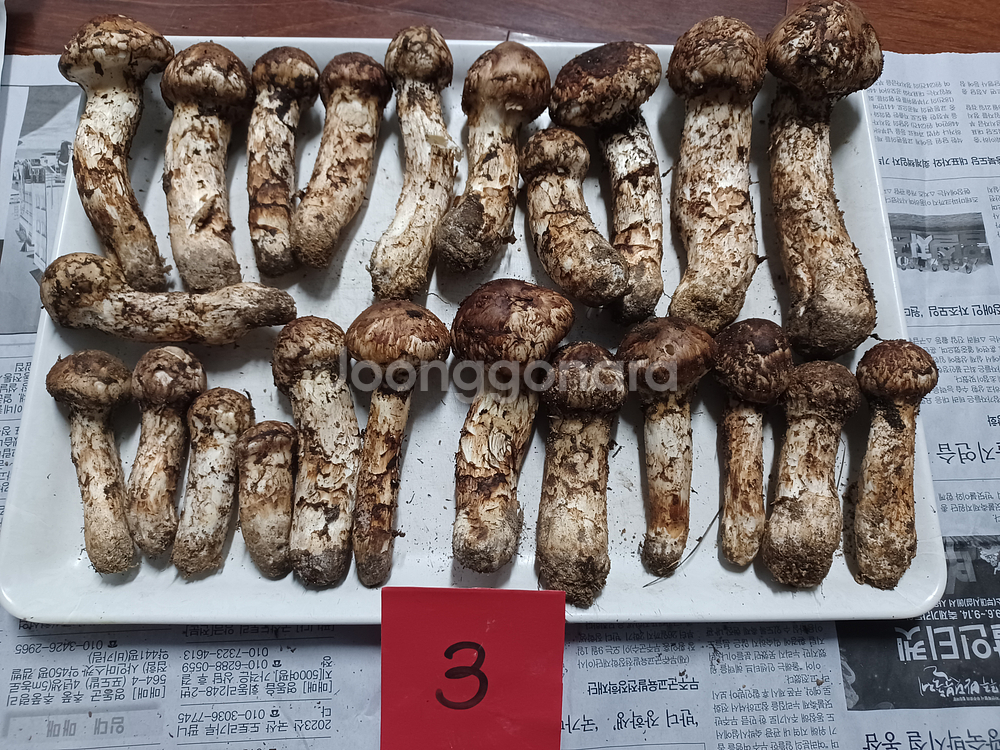 국내산 송이버섯 (1kg 25만원)--2