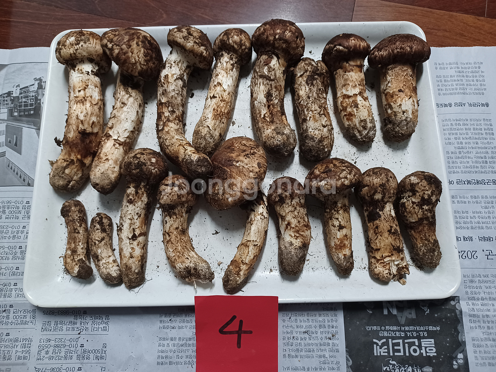 국내산 송이버섯 (1kg 25만원)--3