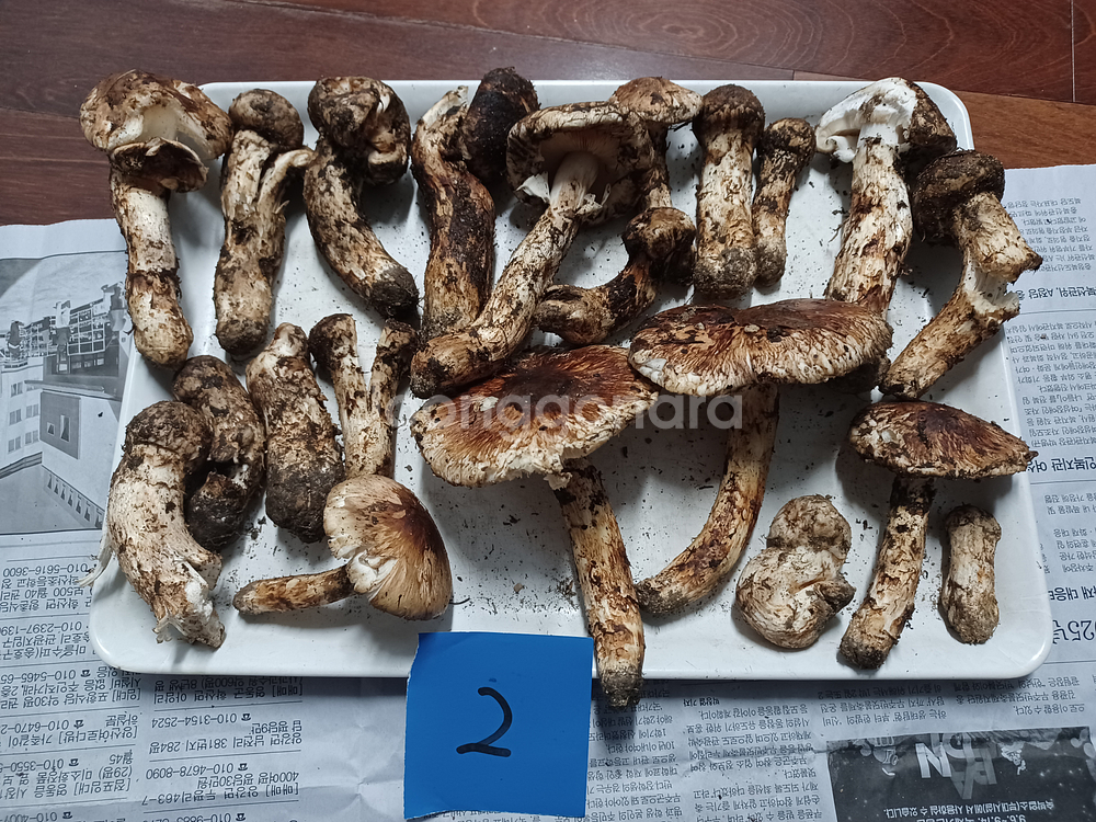 국내산 송이버섯 (1kg 15만원)--1