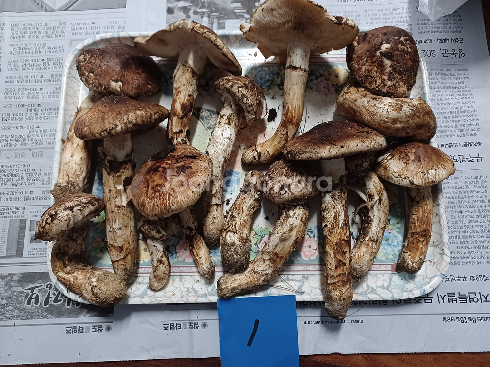 국내산 송이버섯 (1kg 15만원)--0