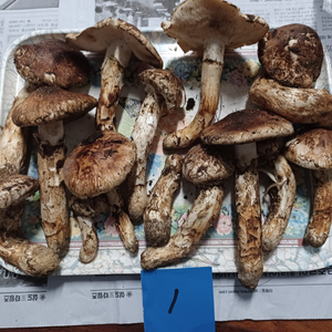국내산 송이버섯 (1kg 15만원)