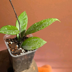 호야 푸비칼릭스 핑크고스트