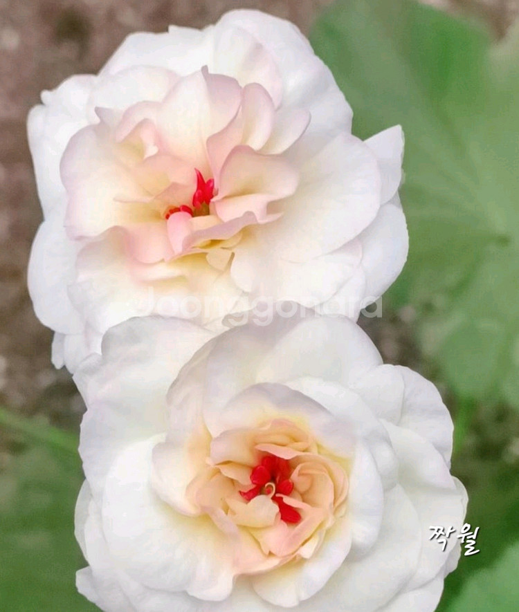 제라늄2종--2
