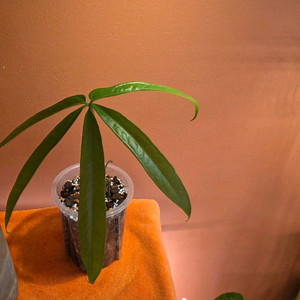 안스리움 에미넌스