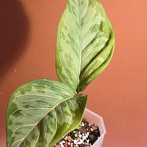 아글라오네마 로툰덤 x 픽텀트리컬러 하이브리드