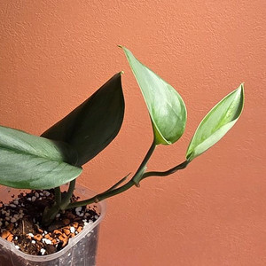 스킨답서스 트루비 문라이트