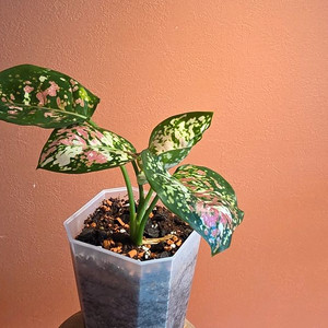 아글라오네마 애니마니 트리컬러