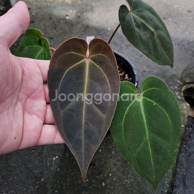 안스리움 블랙 고스트 선별개체--4
