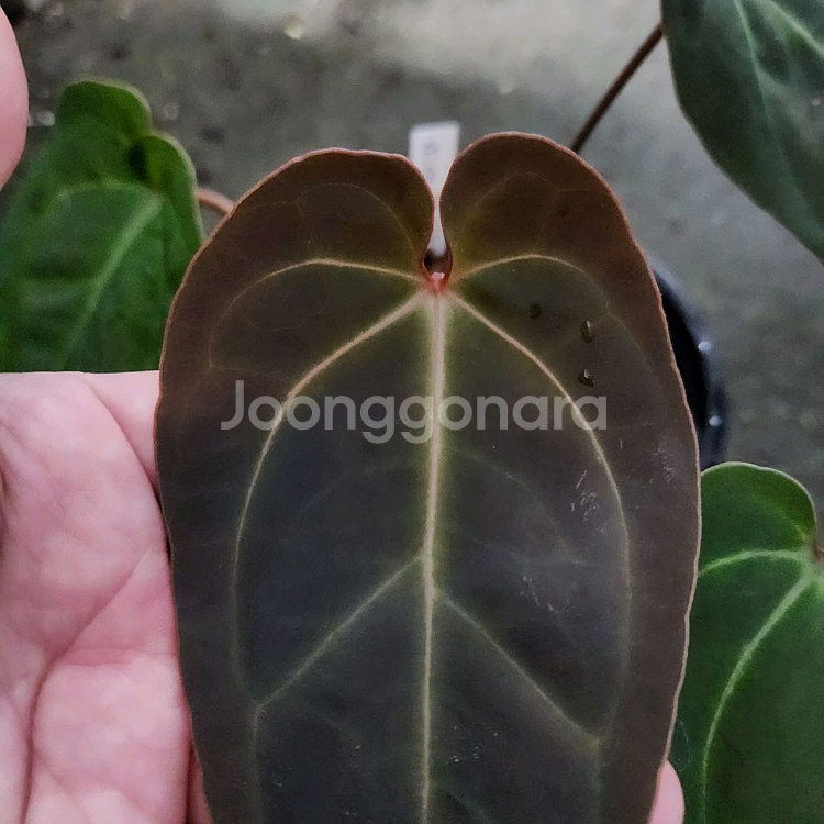 안스리움 블랙 고스트 선별개체--5