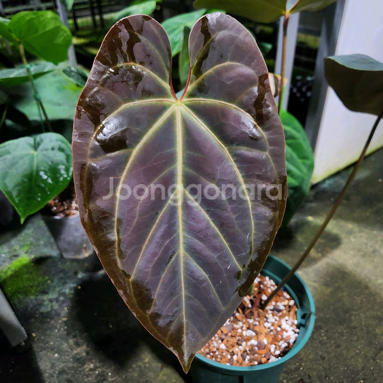 안스리움 블랙 고스트 선별개체--0