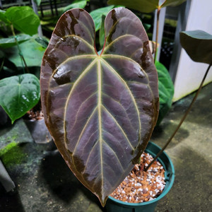 안스리움 블랙 고스트 선별개체