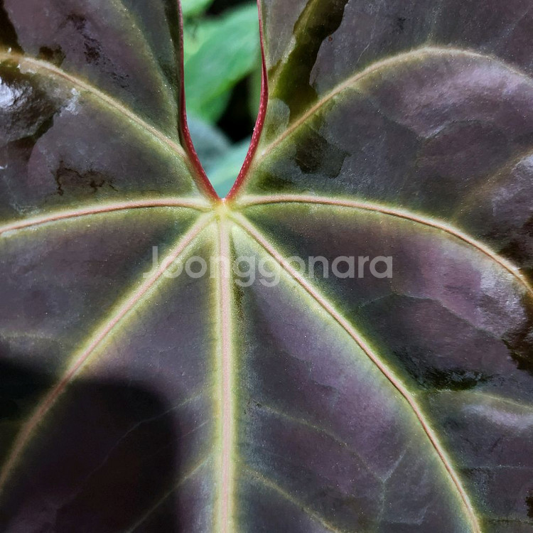 안스리움 블랙 고스트 선별개체--2