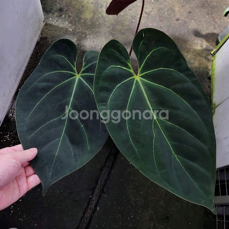 안스리움 블랙 고스트 선별개체--3