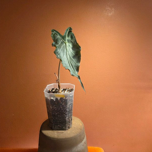 알로카시아 베놈