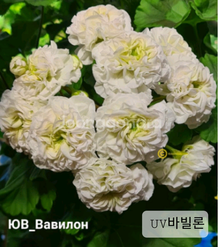 제라늄--3