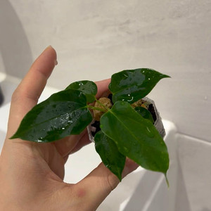 안스리움 rl s1 x (fsxrl)(저스틴클론)