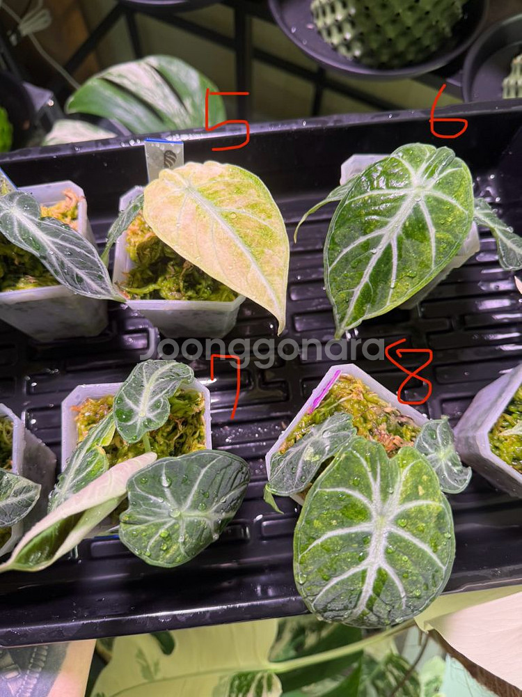 알로카시아 닌자트리컬러스플래쉬 바리에가타--1