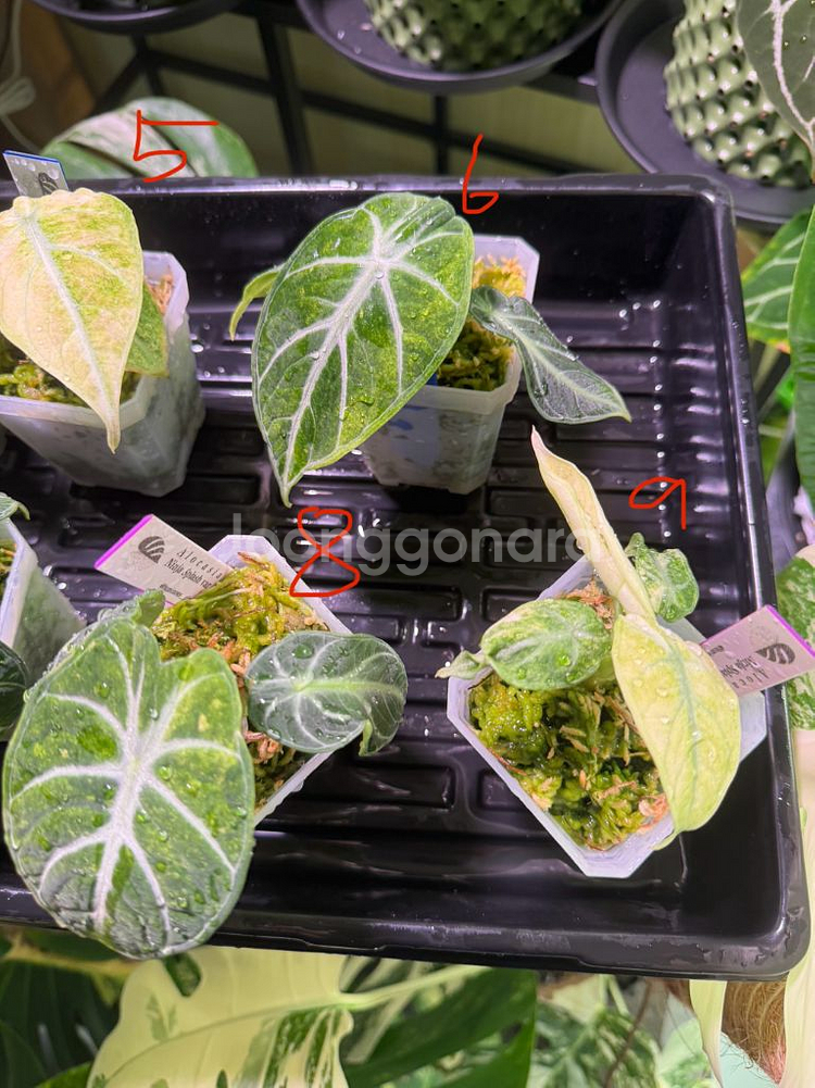 알로카시아 닌자트리컬러스플래쉬 바리에가타--2