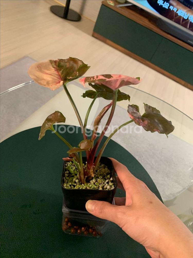 [싱고니움] 핑크 쥬얼리--1