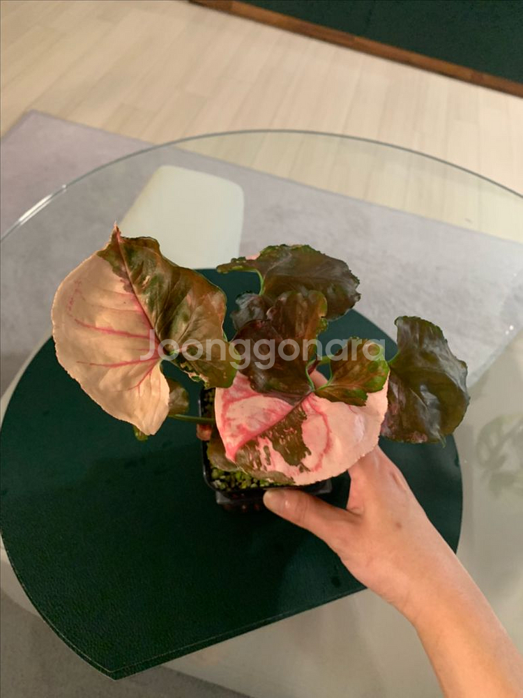 [싱고니움] 핑크 쥬얼리--0