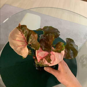 [싱고니움] 핑크 쥬얼리