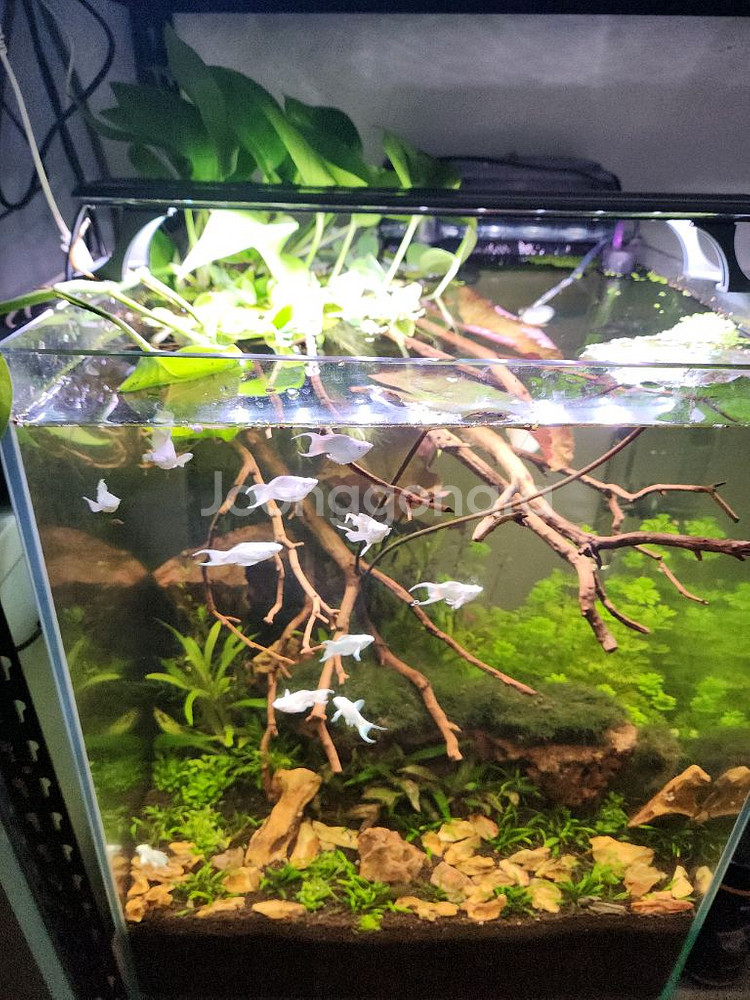 만자리타 황호석 수초어항--0