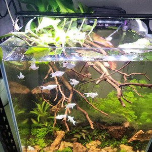 만자리타 황호석 수초어항