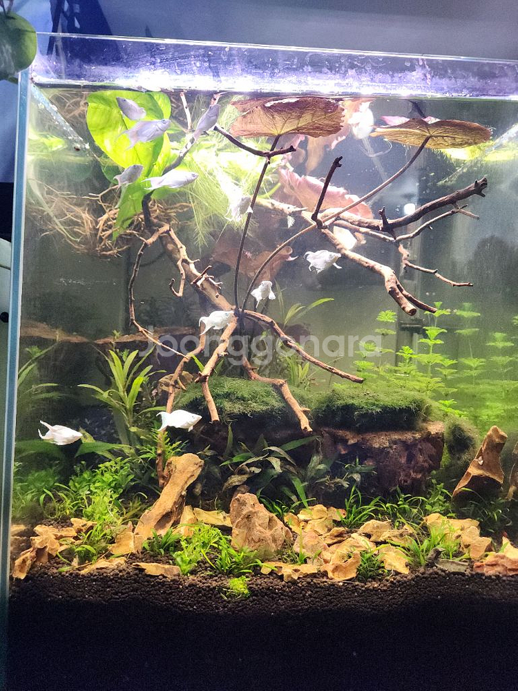 만자리타 황호석 수초어항--1