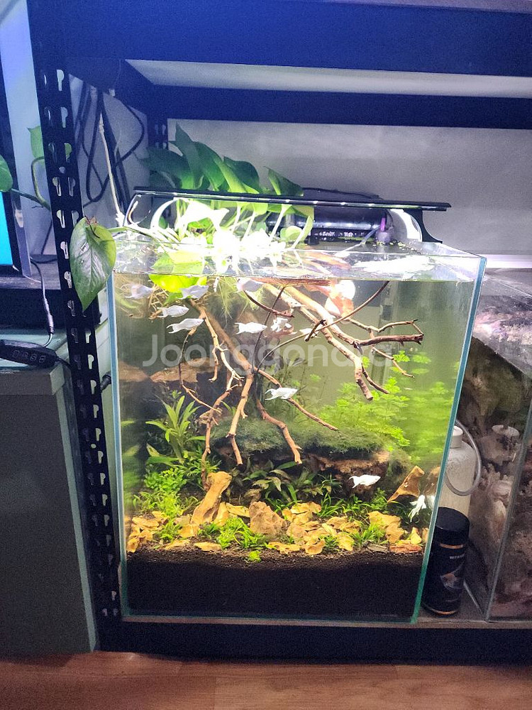 만자리타 황호석 수초어항--4