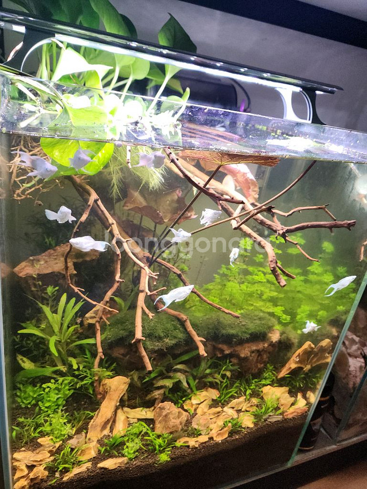 만자리타 황호석 수초어항--3