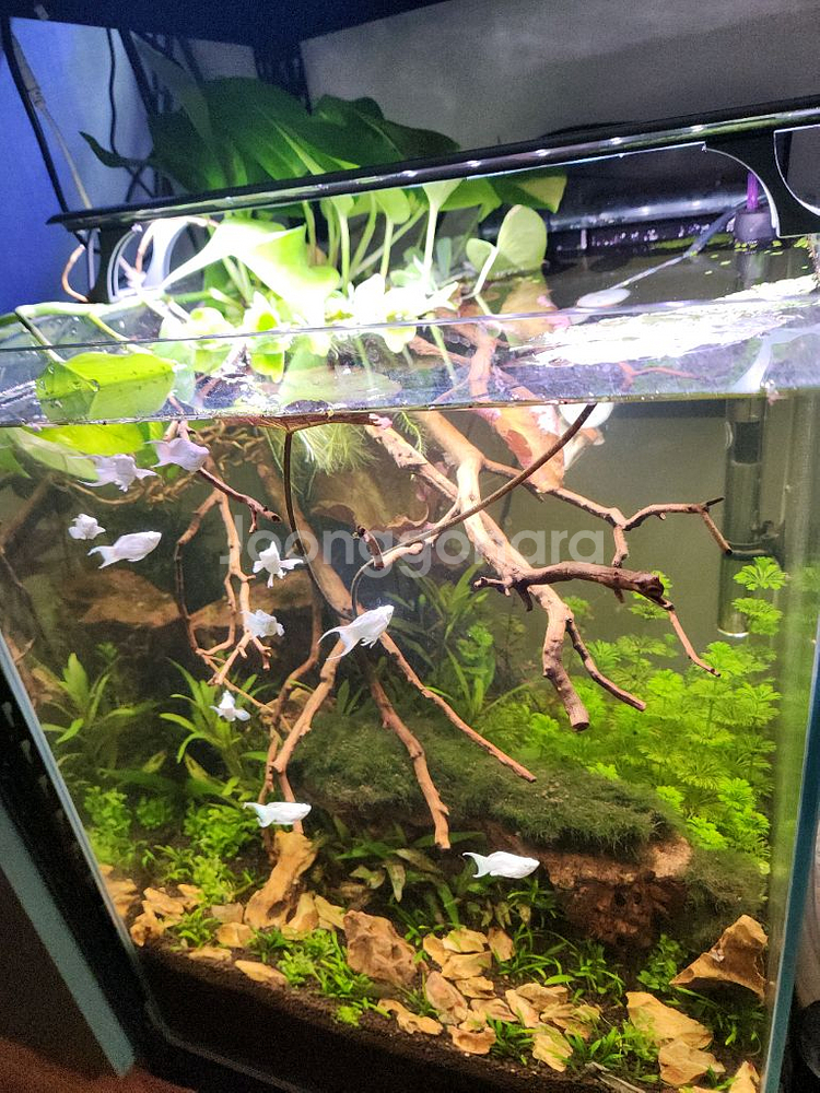 만자리타 황호석 수초어항--2