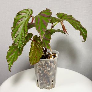베고니아 람풍 크레이지 핑크