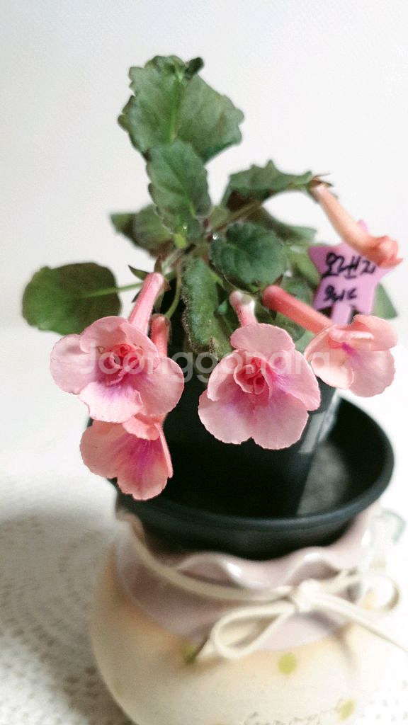 오렌지워드 ㅡ 미니신닌기아--0