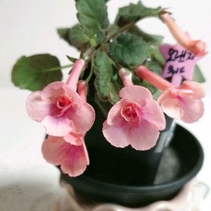 오렌지워드 ㅡ 미니신닌기아